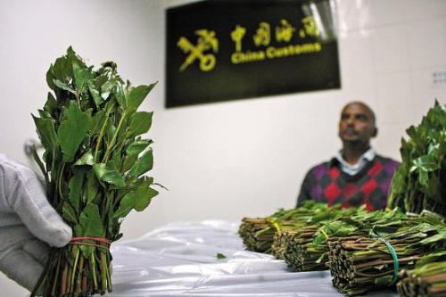 khat arabian tea 3 khat arabian tea drug illegal smuggling