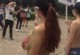 university of technology female student naked protest header