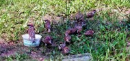 grain sparrows pesticide jiangmen guangdong avian flu