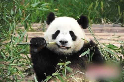 xinxin panda death macau china