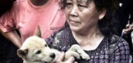 yulin dog eating festival controversy animal activists