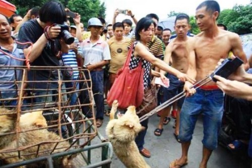 yulin-street-dog market 06 yulin dog eating festival controversy animal activists