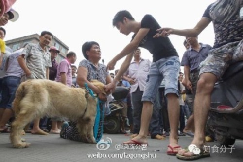 yulin street market hustle 06 yulin street market dog sellers animal activists