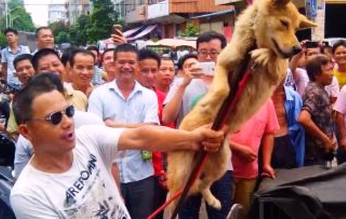 yulin street market hustle header yulin street market dog sellers animal activists