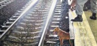 hong kong dog killed MTR subway