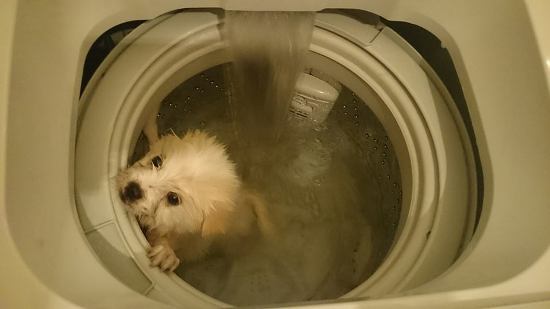 washing machine dog animal abuse hk mainland tensions