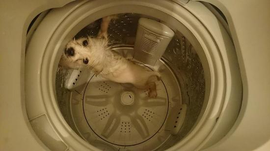 washing machine dog animal abuse hk mainland tensions