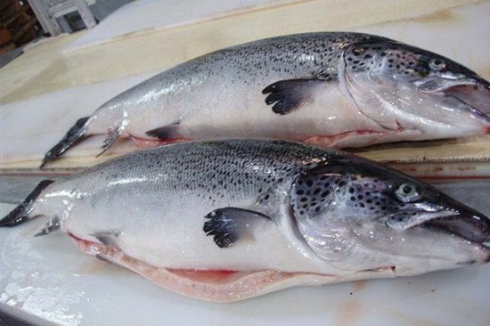 whole norwegian salmon