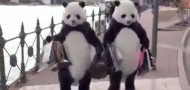 pandas behaving badly chinese tourists