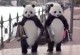 pandas behaving badly chinese tourists
