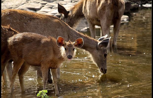 Medium_ranthambhore